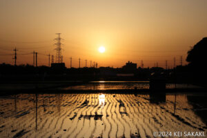 【撮影例24】夕日と植えられたばかりの稲、そして水面