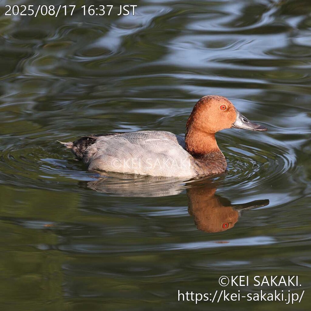 いろいろな撮影をしながら戻ってきた対岸の対岸で再度出会う！